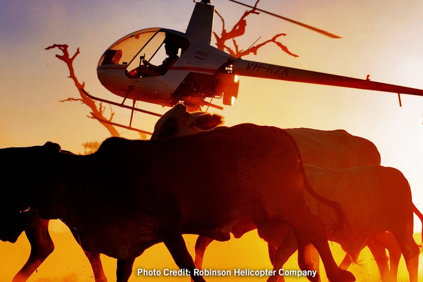 Robinson 22 Helicopter, foreground : cows