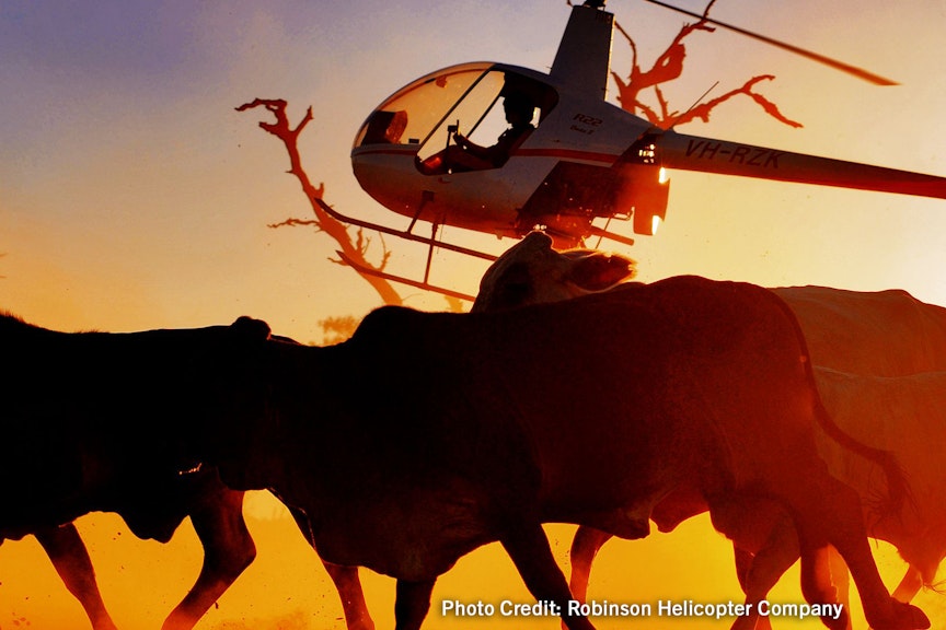 Robinson 22 Helicopter, foreground : cows