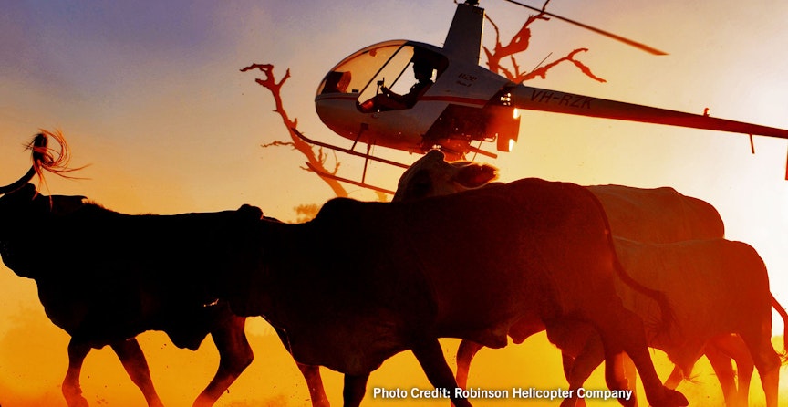 Robinson 22 Helicopter, foreground : cows